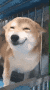 Pi7_GIF_CMP.gif