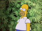 homer-simpson-weed.gif