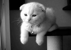 tumblr_m2ygzvYjIo1ru6drho1_500.gif