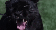 1650590146_647056_gif-url.gif