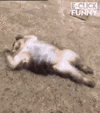unnamed (1).gif