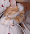 Pi7_GIF_CMP (1).gif