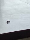IMG_20240507_120010_249.jpg