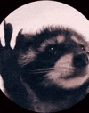 raccoon-rave.gif