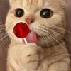lollipop.jpg