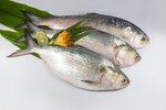 1626783499_pulasa-fish-godaari.jpg 1626783499_pulasa-fish-godaari.jpg