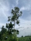 IMG_2148.jpeg