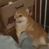 slapdog.gif