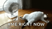 hot-cat.gif