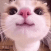 1000012496.gif
