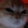 images (32).jpeg