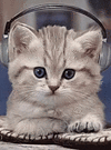 cat.gif