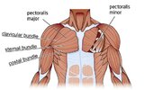 chest-anatomy-1.jpg