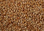 Wheat_grain.jpg