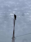 IMG_2894.jpeg
