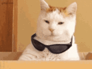 images (5) (2).gif