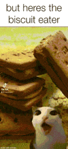 but-heres-the-cat.gif