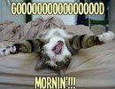 Good-morning-funny-cats.jpg