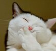 images (52).jpeg