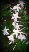 It's Raining_..Pink Jasmine.jpg