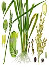 Oryza_sativa_-_Köhler–s_Medizinal-Pflanzen-232.jpg