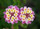 1600px-Twin_lantana_camara.jpg