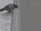 suicide-pigeon-jumps-off-building-pigeon.gif