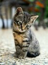 images (72).jpeg