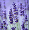 Lavender.png