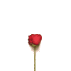 1000221935.gif