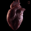 heart-national-geographic.gif