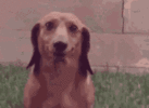 1000003707.gif