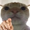 images (22).jpeg