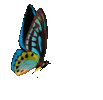 1000227338.gif