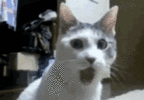 30047.gif
