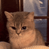 1000006586.gif