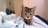 1000006585.gif