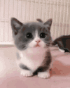 1000404030.gif
