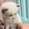 1000006583.gif