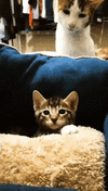cat-kitten (1).gif