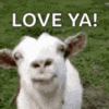 1000292344.gif