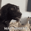1760447965056.gif