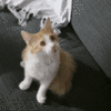 giphy-downsized.gif