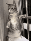 1000067354.gif