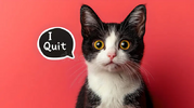black-white-cat-saying-i-quit-red-dramatic-funny-cat-portrait-against-red-background-speech-bu...png