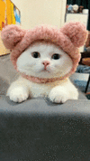 cute-funny-cat-wearing-its-headband-yzoh5culph62twu0.gif