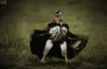 vultures (2).gif