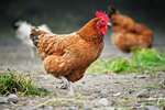 chickens-on-traditional-free-range-poultry-farm.jpg