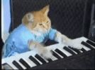 cat-playing-piano-funny.gif cat-playing-piano-funny.gif