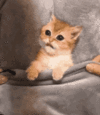 cat-hide.gif cat-hide.gif